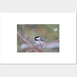 Algonquin Chickadee Posters and Art